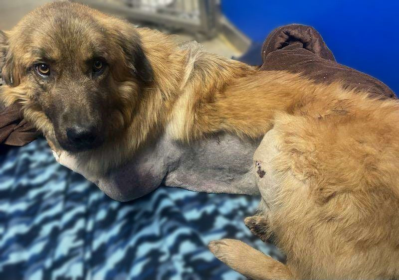 Join Us in Painting a Brighter Future: The Story of Paintbrush the Pup